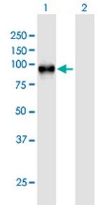 WEE1 Polyclonal Antibody, MaxPab™