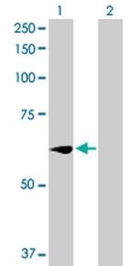 WEE1 Antibody in Western Blot (WB)