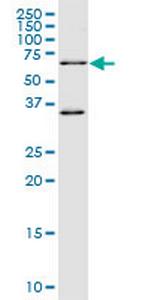 WEE1 Monoclonal Antibody (5B6)