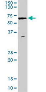 WHSC2 Polyclonal Antibody, MaxPab™