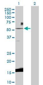 WNT3 Polyclonal Antibody, MaxPab™