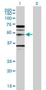 WNT5A Polyclonal Antibody, MaxPab™