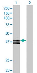 WNT6 Polyclonal Antibody, MaxPab™