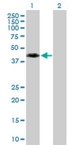 WNT8A Polyclonal Antibody, MaxPab™