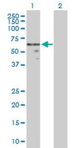 WNT2B Polyclonal Antibody, MaxPab™