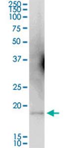 WRB Antibody in Western Blot (WB)
