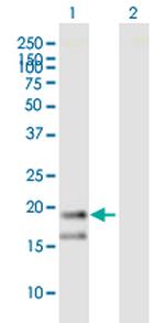 WRB Polyclonal Antibody, MaxPab™
