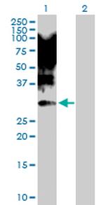 XBP1 Polyclonal Antibody, MaxPab™