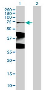 XRCC1 Polyclonal Antibody, MaxPab™