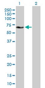 YES1 Polyclonal Antibody, MaxPab™
