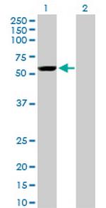 YES1 Monoclonal Antibody (2F4)