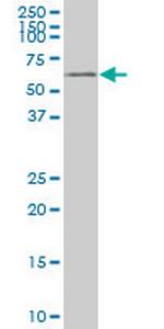 YES1 Monoclonal Antibody (2A12)