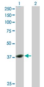 YY1 Antibody in Western Blot (WB)