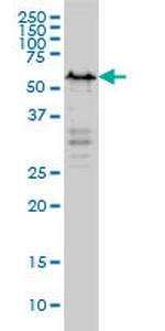 YY1 Monoclonal Antibody (4D2)