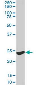 YWHAG Monoclonal Antibody (6A10)
