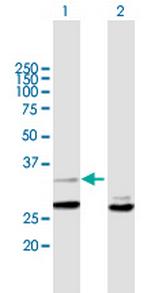 YWHAZ Polyclonal Antibody, MaxPab™