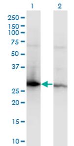 YWHAZ Monoclonal Antibody (1B3)