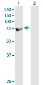 ZFP37 Polyclonal Antibody, MaxPab™