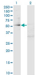 ZFP161 Monoclonal Antibody (4F7)