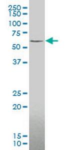 ZIC3 Monoclonal Antibody (2C1)