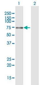 ZNF10 Polyclonal Antibody, MaxPab™