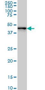ZNF24 Monoclonal Antibody (4A1)
