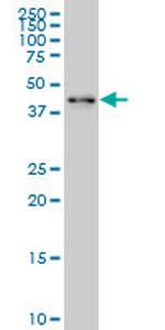 ZNF24 Monoclonal Antibody (4C2)