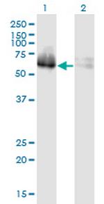 ZNF35 Monoclonal Antibody (2B4)