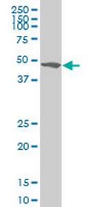 ZSCAN21 Monoclonal Antibody (4B3)