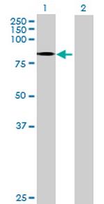 ZNF41 Antibody in Western Blot (WB)