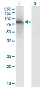 ZNF41 Monoclonal Antibody (4E9)