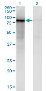 ZNF41 Antibody in Western Blot (WB)
