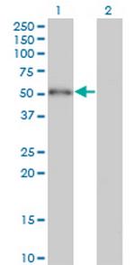 ZBTB25 Monoclonal Antibody (2B8)