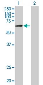 ZNF74 Polyclonal Antibody, MaxPab™