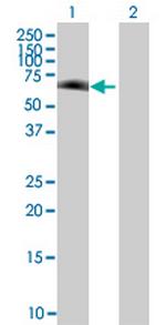 ZNF79 Antibody in Western Blot (WB)