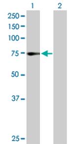 ZNF133 Polyclonal Antibody, MaxPab™