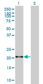 ZNF137 Polyclonal Antibody, MaxPab™