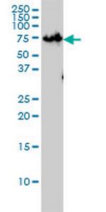 ZNF143 Monoclonal Antibody (2B4)