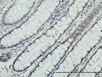 ZNF143 Antibody in Immunohistochemistry (Paraffin) (IHC (P))