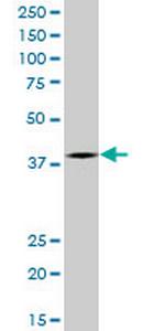PCGF2 Monoclonal Antibody (2D6)