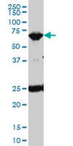 TRIM25 Monoclonal Antibody (2B12)