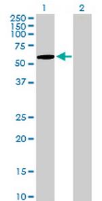 ZNF157 Polyclonal Antibody, MaxPab™