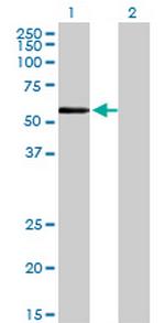 ZNF165 Monoclonal Antibody (2B8)