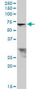 TRIM26 Antibody in Western Blot (WB)