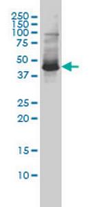 ZNF174 Monoclonal Antibody (2D7-E9)