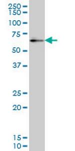 ZNF207 Monoclonal Antibody (6D6)