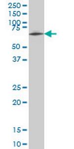 ZNF207 Monoclonal Antibody (6G11)