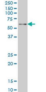 ZNF207 Monoclonal Antibody (6H8)