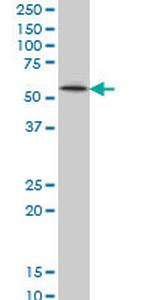 ZNF207 Monoclonal Antibody (7G1)