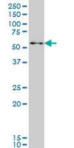 ZNF207 Monoclonal Antibody (5G6)